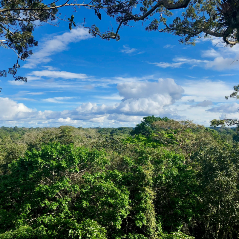View from the lookout tower, Tiputini Biodiversity Station