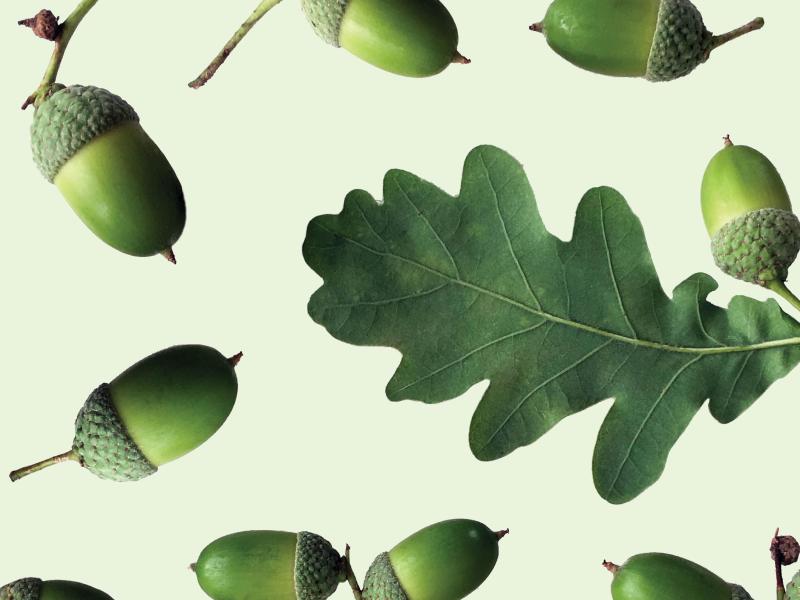 Image of acorns on a green background