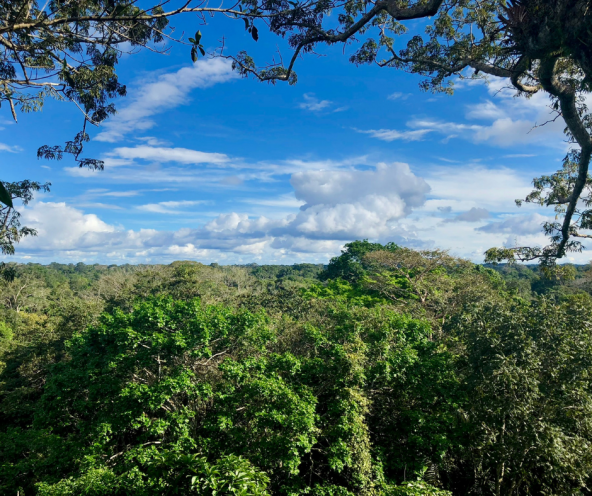 View from the lookout tower, Tiputini Biodiversity Station